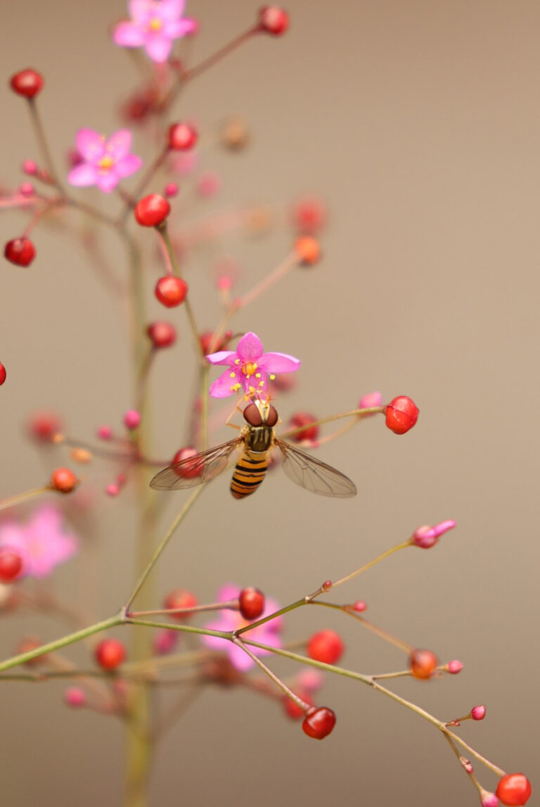 近隣の公園にて