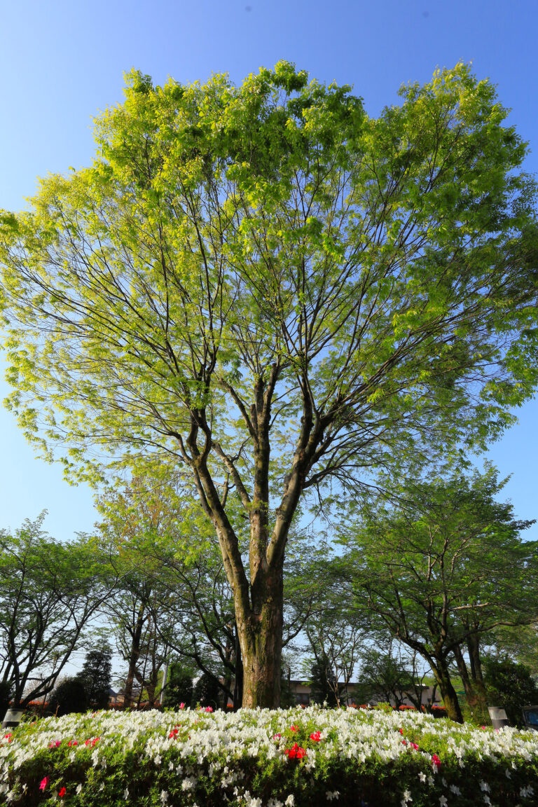 アメニティーライフ八王子の散策路